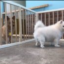 하이멍뭉 이미지