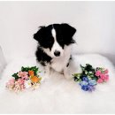 곁에 있을개 이미지