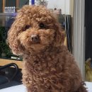 벨라 펫샵 이미지