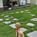 스며들397펜션 | 구례 애견동반 펜션 추천 스며들397펜션 내돈내산