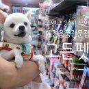 고든펫 네이버블로그