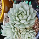 헤이블랑 이미지