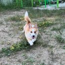 임현곤 반려견 교육센터 이미지