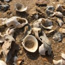 보람다방 이미지