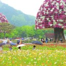 "손바닥 위에 진짜로 앉더라고요"... 수십만 마리가 꽃밭을 뒤덮는 12일 간의 봄 축제 이미지