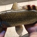 슈퍼붕 낚시카페 이미지