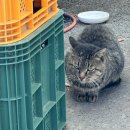 인월분식 이미지