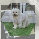 인동동물병원 | 김해 강아지무료분양 중형견 무료라는 유혹 뒤에 숨은 진짜 비용