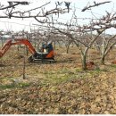 풍천대봉감농원 이미지