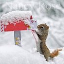 아기다람쥐 이미지