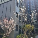 대구 동구 신암동 이로운치과 구강검진 하러(내돈내산, 서이추환영)