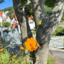 남해는, 지금 | [경남 남해] 당케슈니첼 - 색다른 독일 가정식 후기(독일마을 둘러보기)