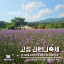 [강원도 고성] 하늬라벤더팜 라벤더 축제 오픈런 후기