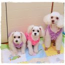 뽀아 하우스 이미지