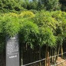 태화강 억새와 기장 아홉산 대나무 이미지
