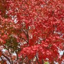 추령장승촌 이미지