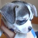 멍멍이 클럽 이미지