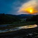 황실 토종닭 이미지