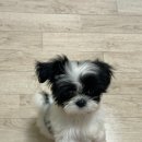 지혜롭개 이미지