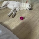 뽑기통 | 진돗개 분양후기280: 뽑기 인형, 창문 보기, 구름 다리, 두꺼비, 고양이, 놀이터, 택배