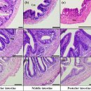 미꾸리, 초어와 동자개의 소화관의 조직학적 비교로 본 미꾸리 호흡보조기관 소화관의 조직학적 특징 이미지