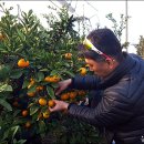 채희농장 이미지