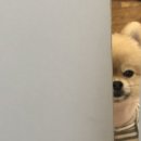 악동강아지 이미지