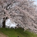 동천 산책길 오작교 앞 | 순천 동천카페 머물다 벚꽃 감성카페 추천