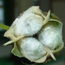 목화공원3 이미지