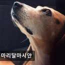 101마리 애견 이미지