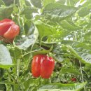 예산농장 | [후기] 예산 육인농장 초청행사 🍅 아이들과 특별했던 체험, 파프리카와 함께 추억 만들고 온 하루!