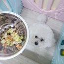 오구오구퍼피 해운대 네이버블로그