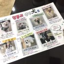 멍블리 애견카페 이미지