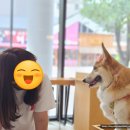 마리오펫 | [피치와 함께] 소노캄 고양 펫프렌드리 더블 강아지동반호텔 1박 2일 숙박 후기 (+ 띵킹독)