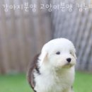 강아지분양 고양이분양 컴투펫 수원점 이미지