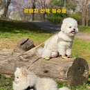 신나라신발