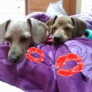 맹구와 땡칠이 이미지