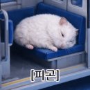 카페시엘로