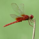 고추잠자리 이미지