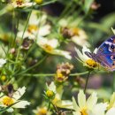 BREEZE ISLAND 이미지