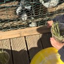 왕성목장 이미지