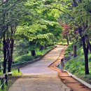 이팝나무길 이미지