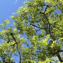 하늘멍가 이미지