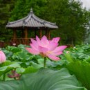 비실연꽃마을 이미지