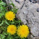 세븐일레븐 인계복개천점 이미지