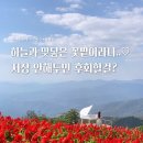 플라워천국 | 잘 모르는 치앙마이 숨은 명소🌷이국적인 꽃밭 천국 잉용 플라워 가든 후기🤍(+치앙마이 택시투어 추천)