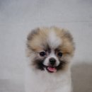 블링펫샾 이미지