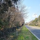 유채꽃길 이미지