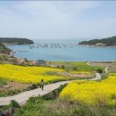 청산도봄 이미지