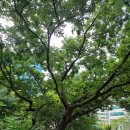 춘화정 | 2025.08.03